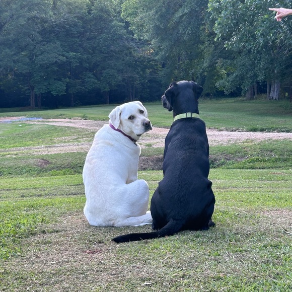 Meet your Posher, Elizabeth - Picture 13 of 13